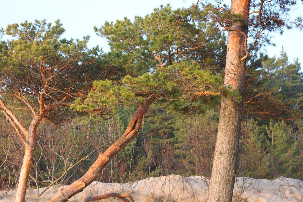 Forest Apartment Palanga Eksteriør billede