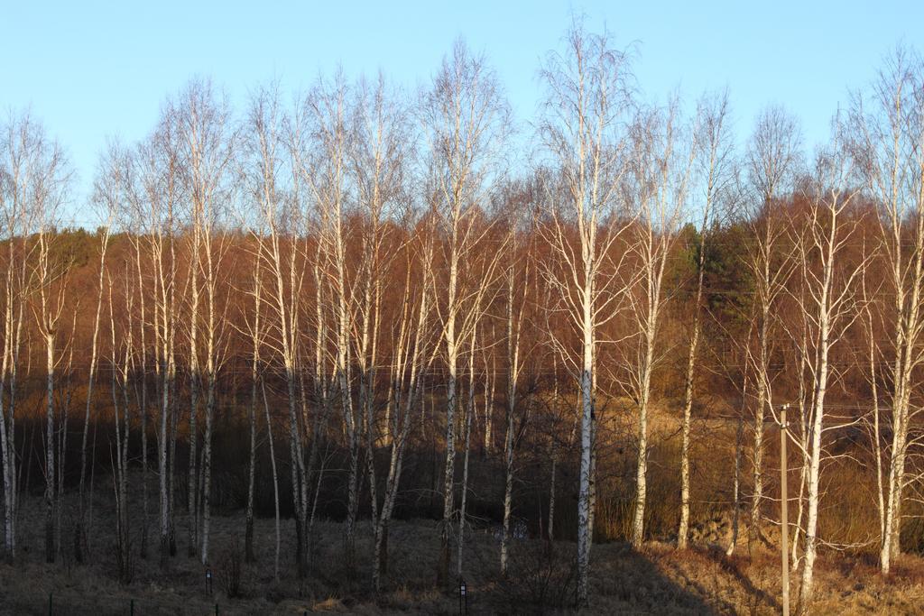 Forest Apartment Palanga Eksteriør billede